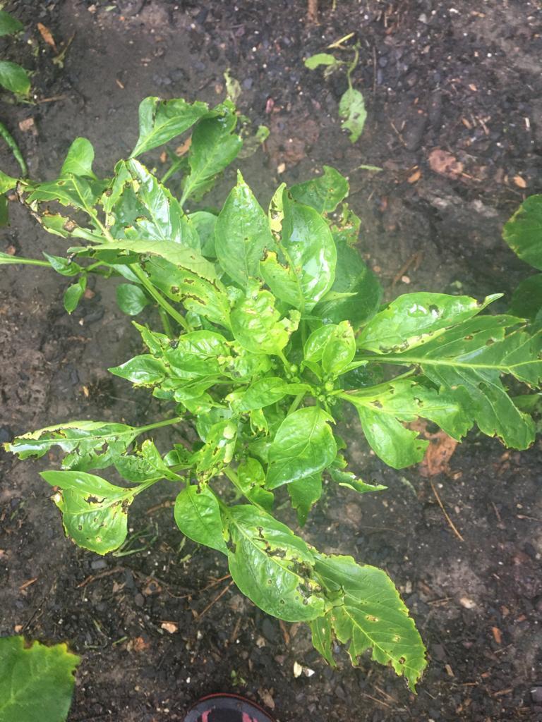 Pepper Plants stunted growth in the Ask a Question forum