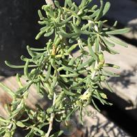 Lycium Ruthenicum Photo of the leaves of Black Goji Berry (Lycium ruthenicum 'Black Pearl ...