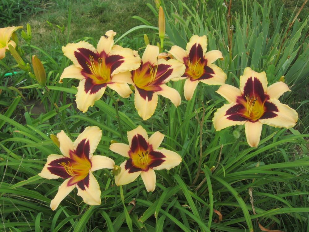 Daylily Wild Horses in the Daylilies forum