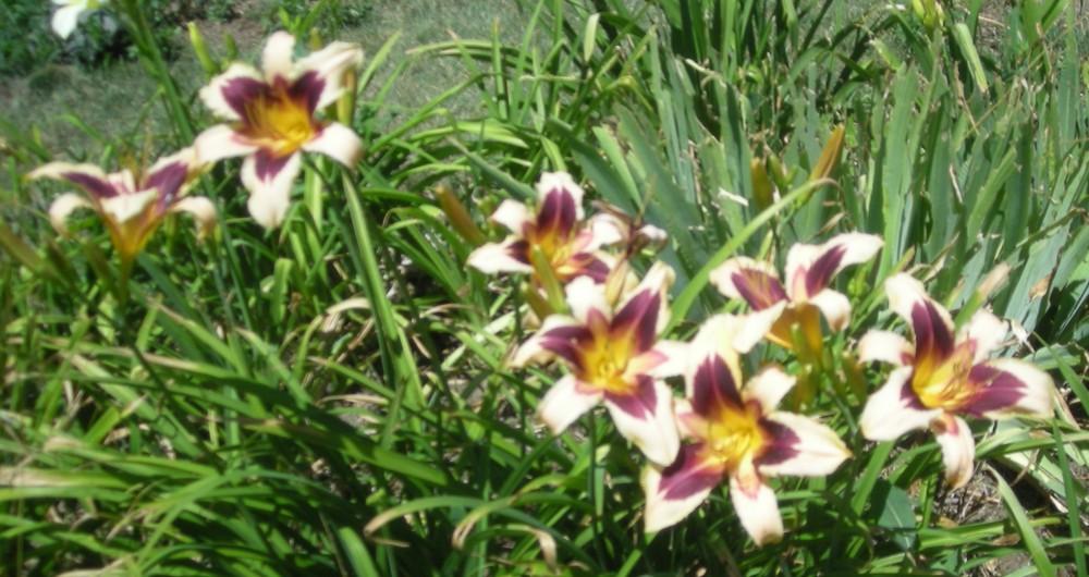 Daylily Wild Horses in the Daylilies forum