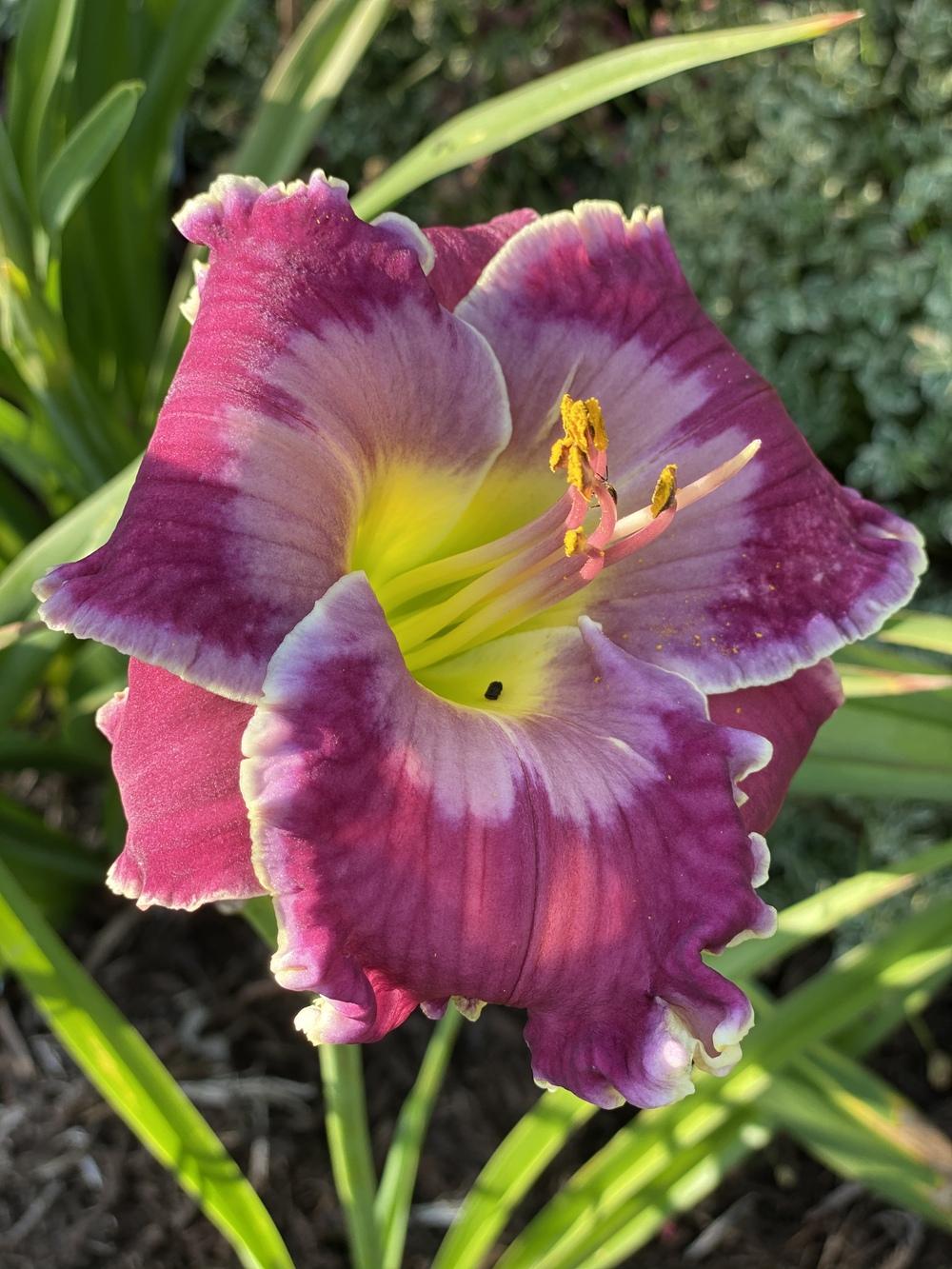 Daylily (Hemerocallis 'Peace Offering') in the Daylilies Database