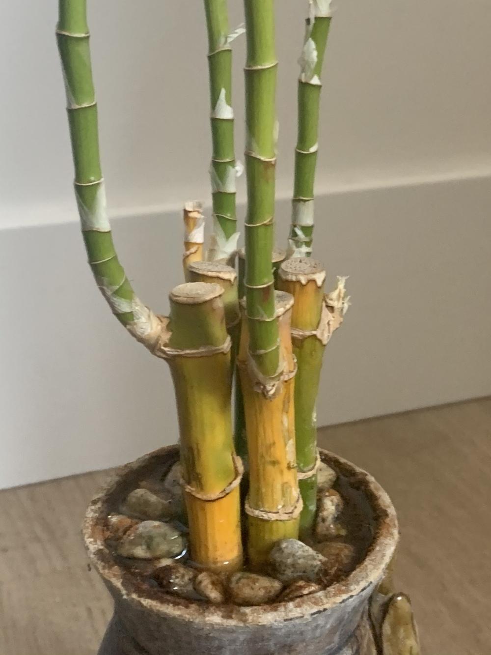Help! Bamboo plant yellowing! in the Ask a Question forum
