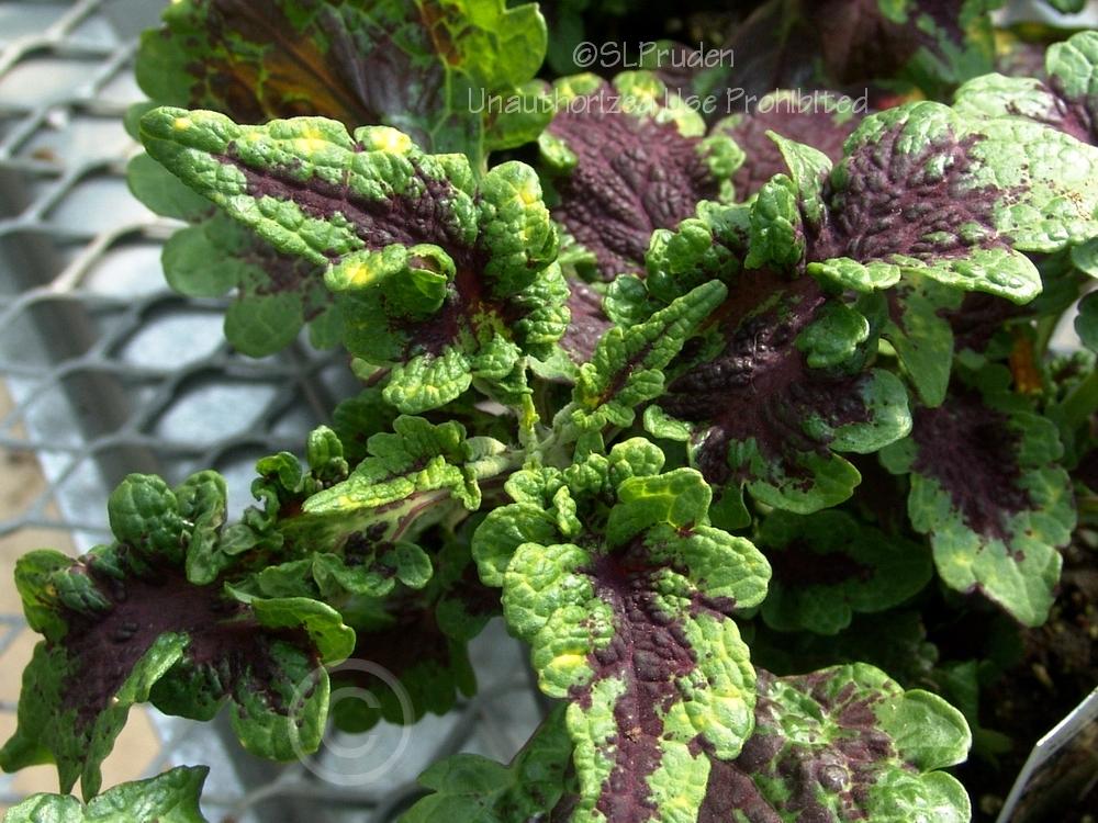 Coleus (Coleus scutellarioides 'Solar Flare') in the Coleus Database