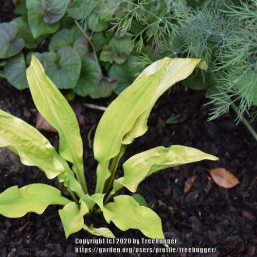 Hosta 'Lipstick Blonde' in the Hostas Database