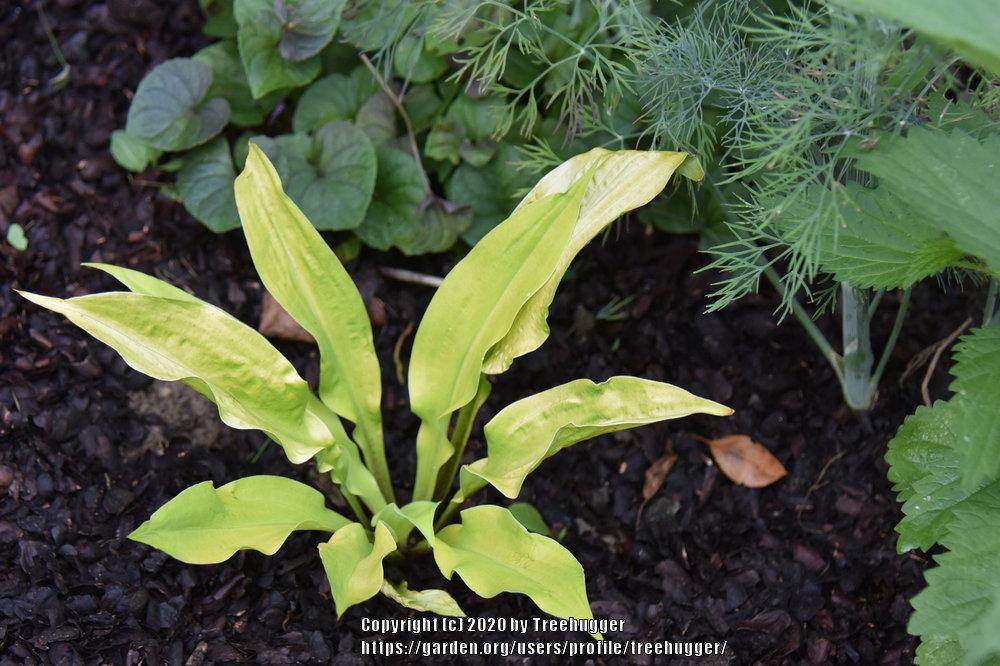 Hosta 'Lipstick Blonde' in the Hostas Database