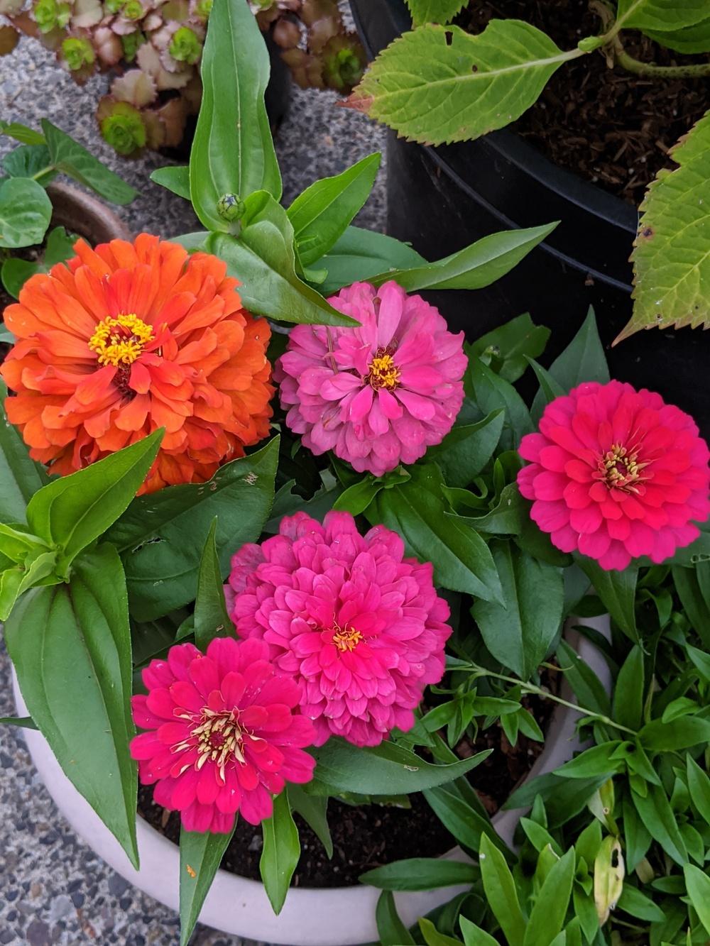 Zinnia elegans 'Short Stuff Mix'