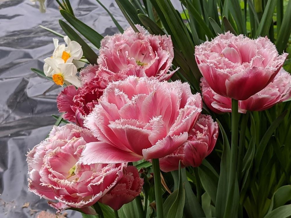 Tulip (Tulipa 'Brest') in the Tulips Database