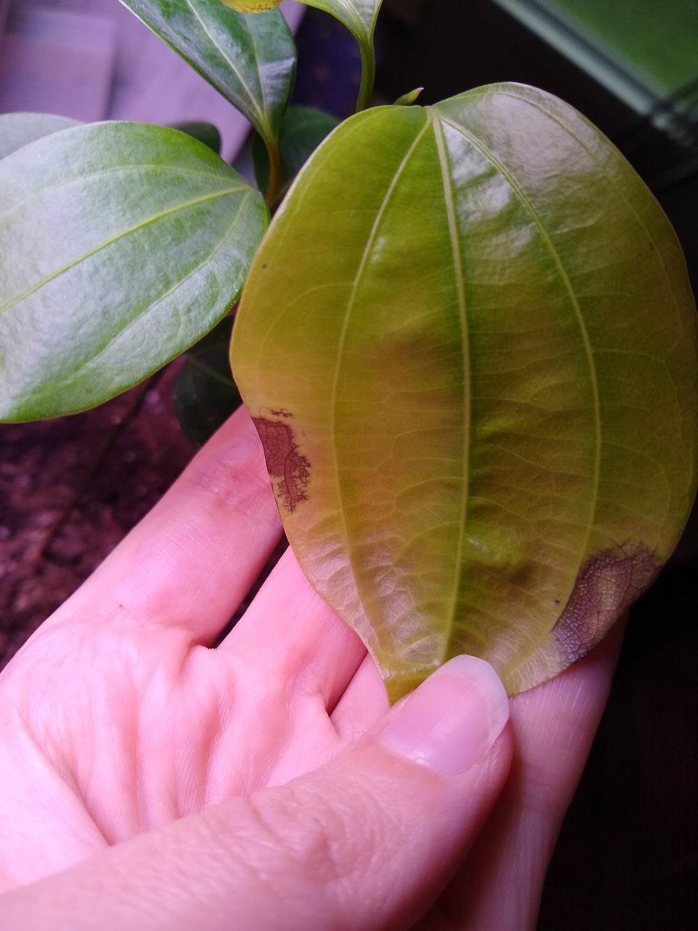 Cinnamon tree with brown spots in the Ask a Question forum