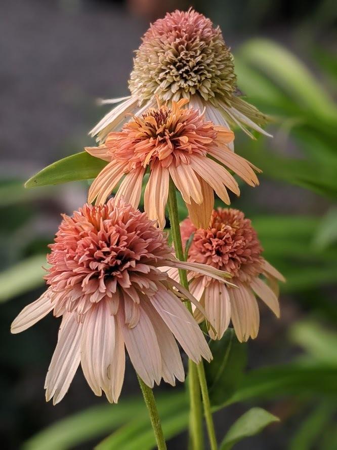 Coneflower (Echinacea Supreme™ Cantaloupe) in the Coneflowers Database