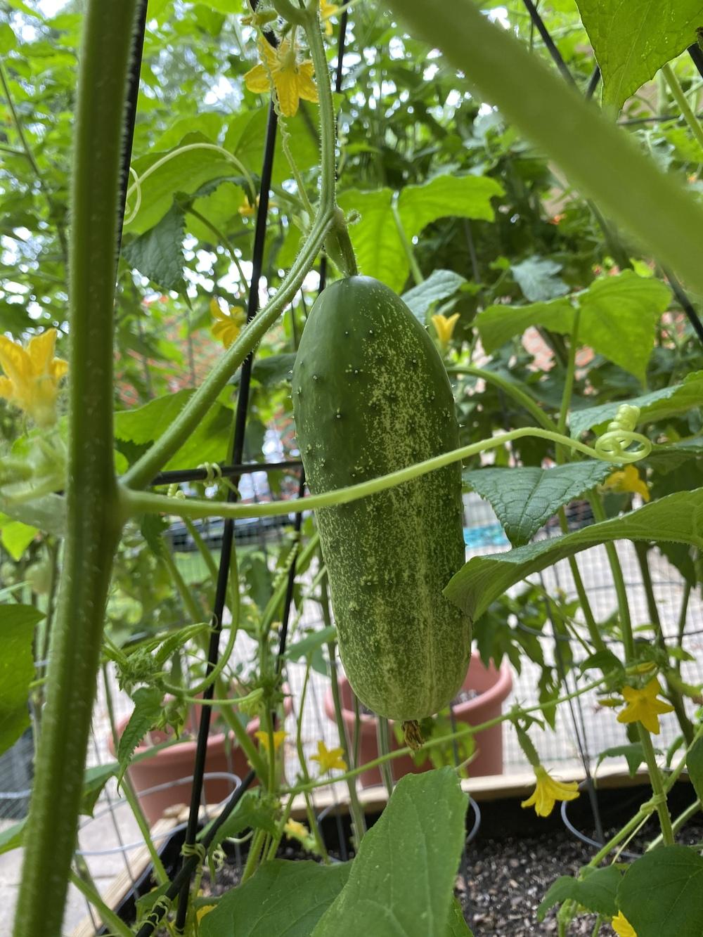 why do my cucumbers have white lines and spots at the bottom? in the