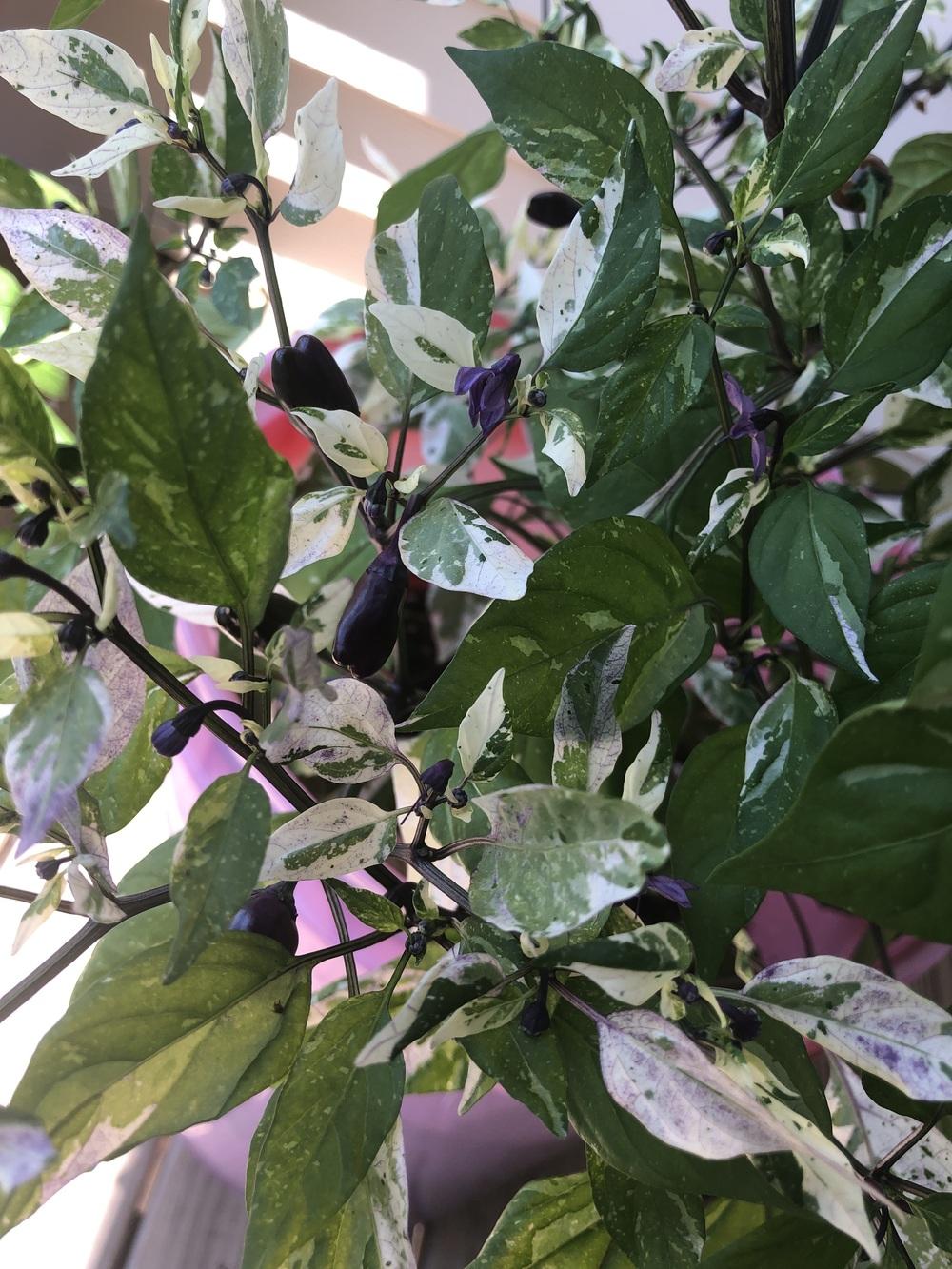 Ornamental Pepper (Capsicum annuum 'Jigsaw') in the Peppers Database