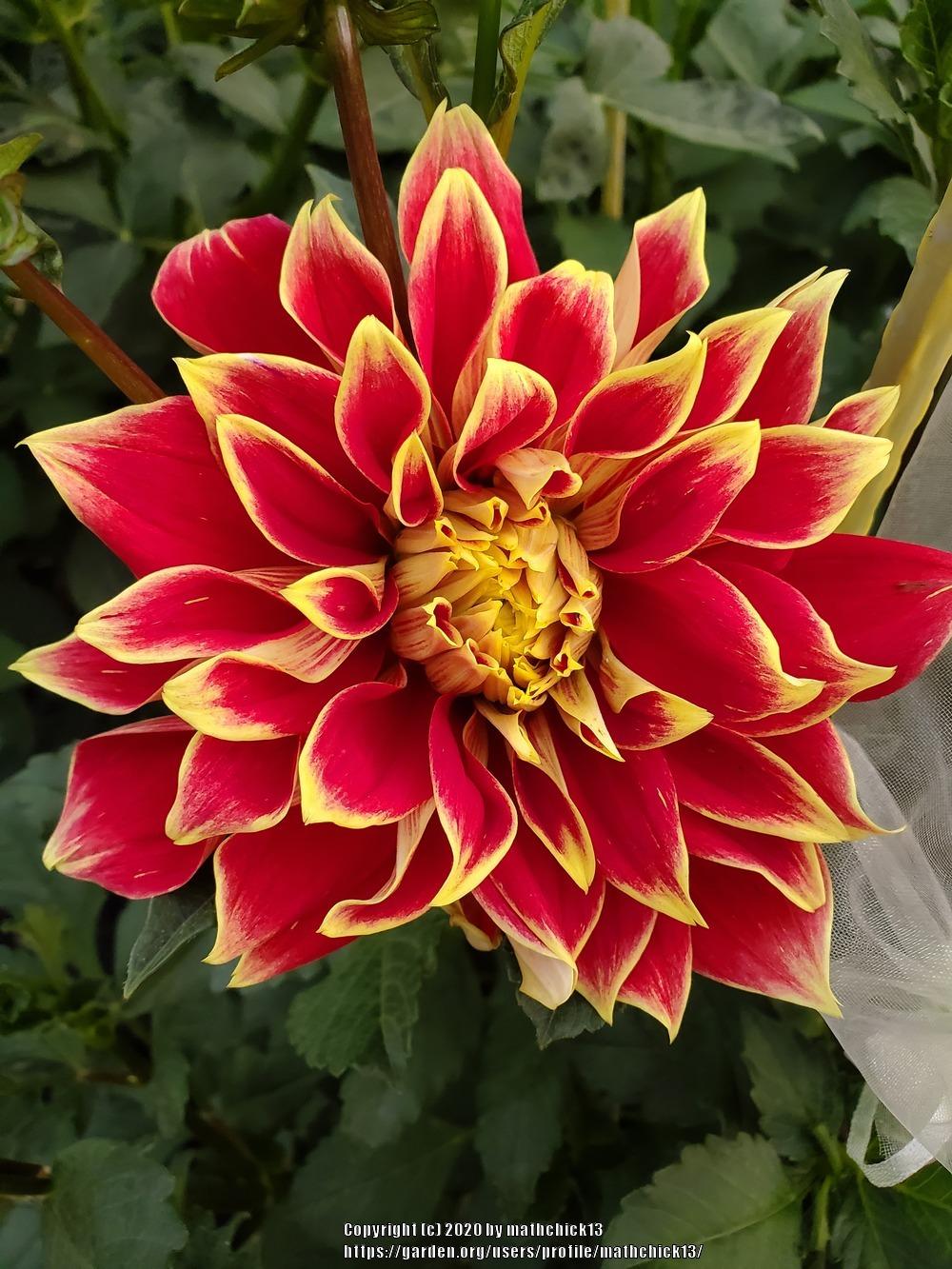 Photo of the bloom of Dahlia 'Ketchup & Mustard' posted by mathchick13