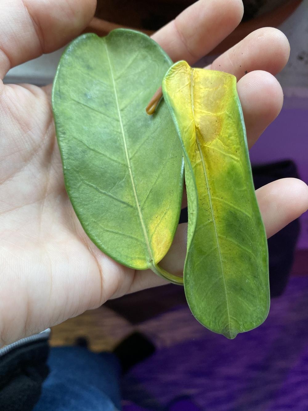 Madagascar jasmine is dying in the Ask a Question forum