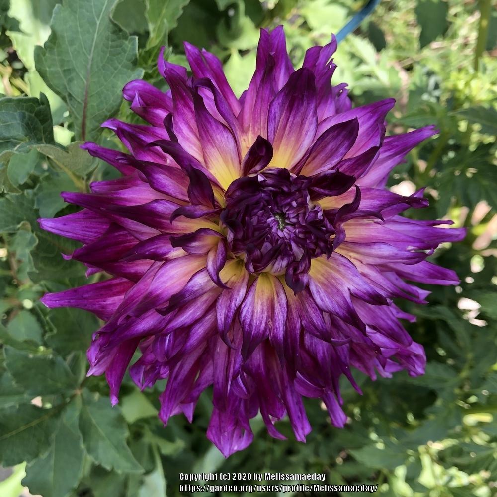 2020 Dahlia Season in the Dahlias forum - Garden.org