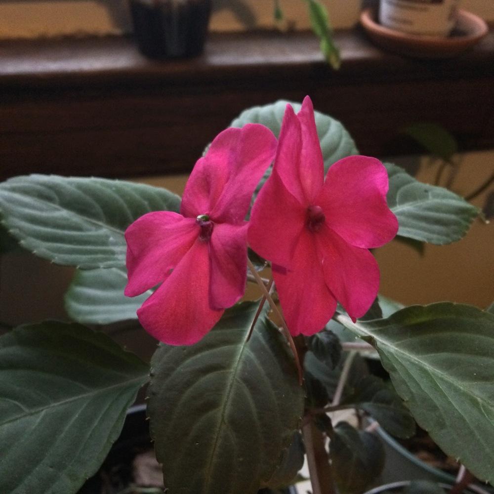 Impatiens Super Elfin™ Lipstick
