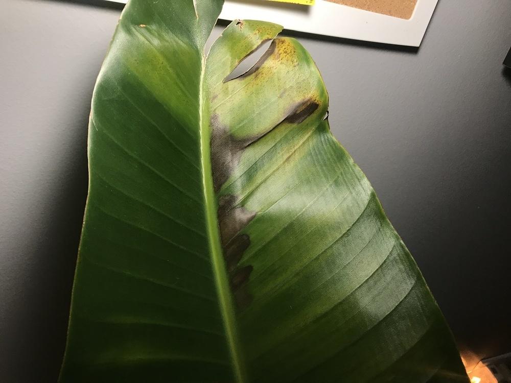 Large black spots/discoloration forming on bird of paradise leaf in the