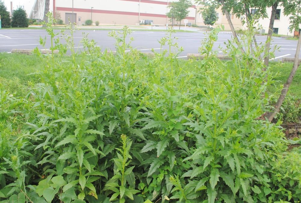 Photo of the entire plant of American Burnweed (Erechtites