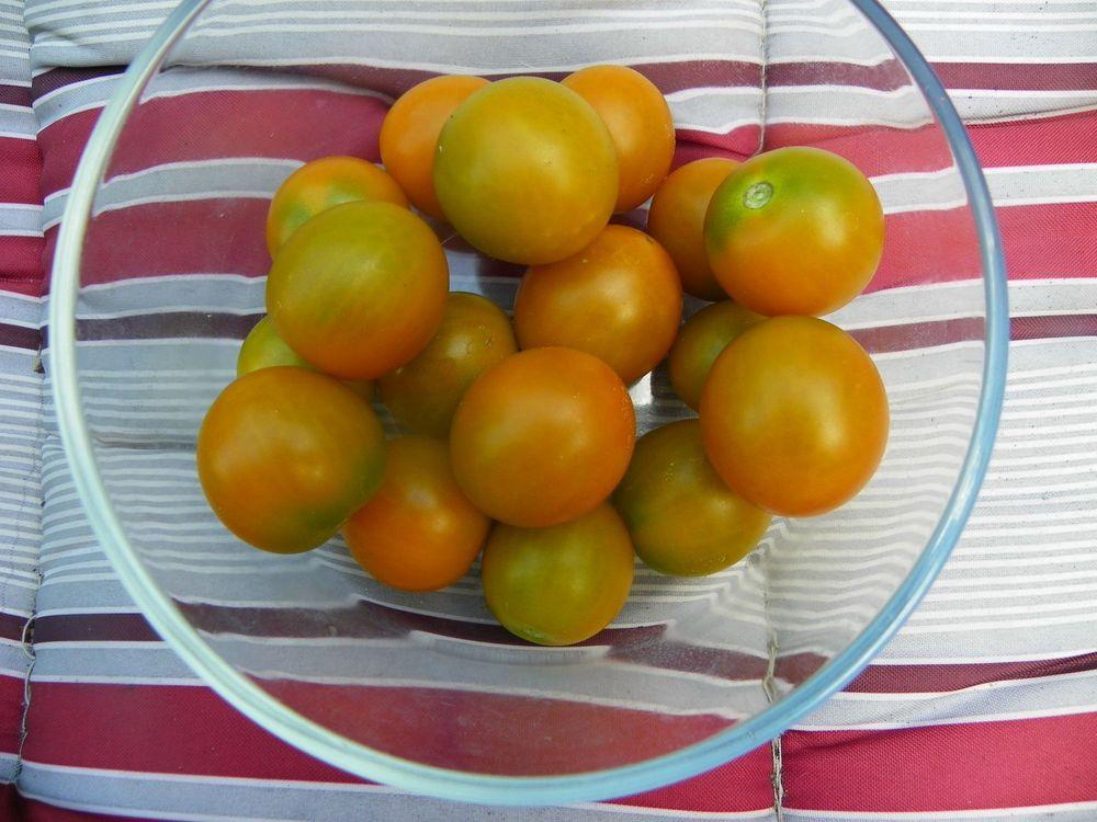 Tomato (Solanum lycopersicum 'Orange Zinger') in the Tomatoes Database