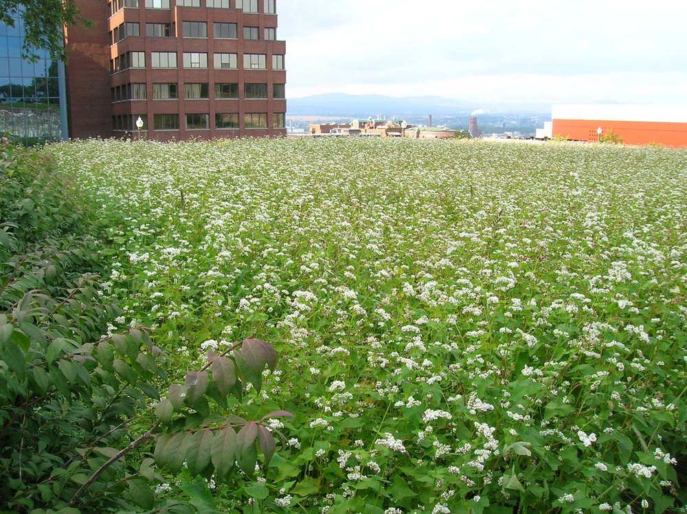 Cover Crops for Small Spaced Gardens