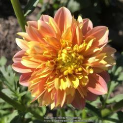 Dahlia &lsquo;Goldie Gull&rsquo; in the Dahlias Database - Garden.org