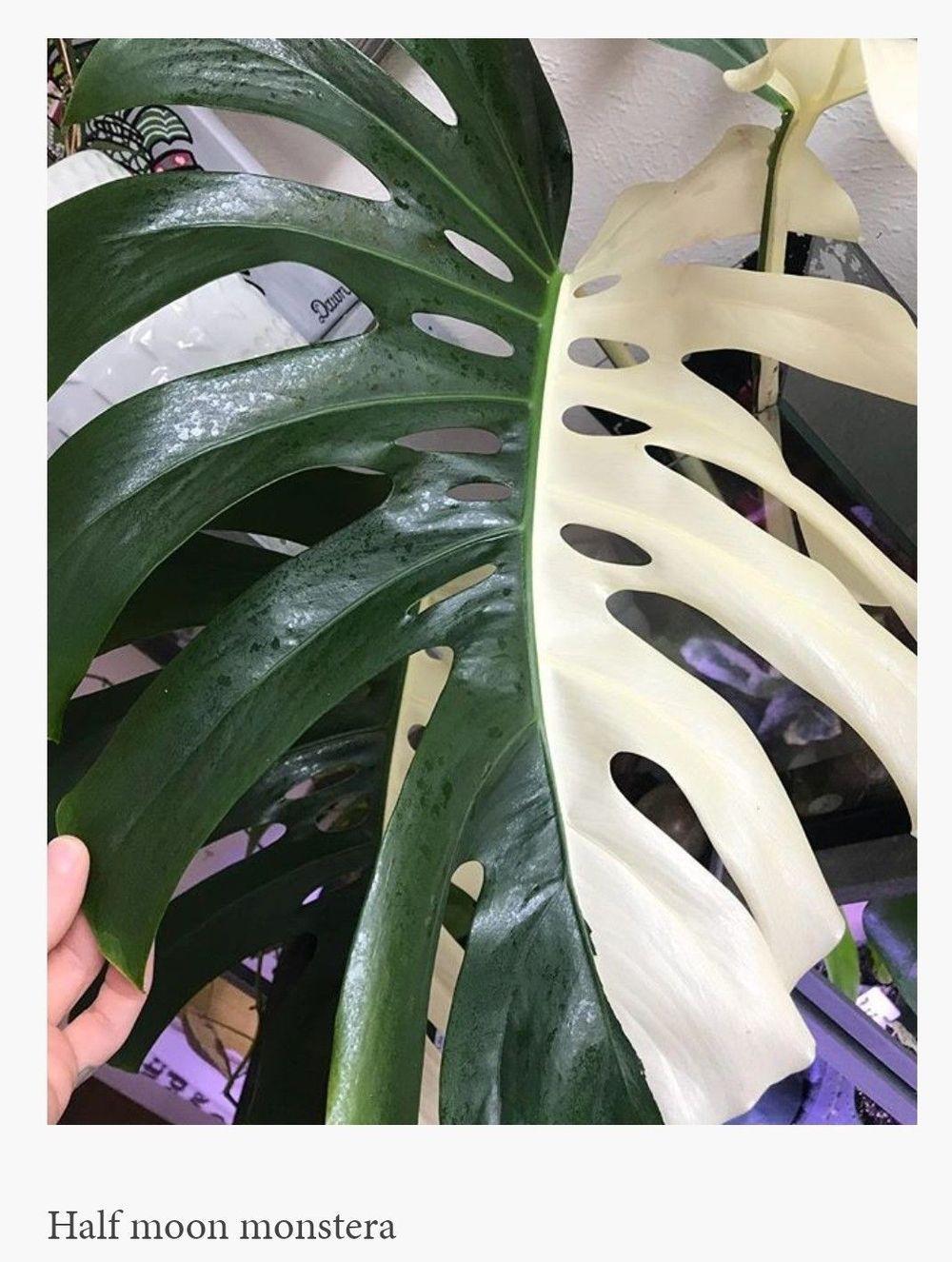 Philodendrons Elephant Ears And Other Aroids Forum Variegated Monstera Revert Garden Org