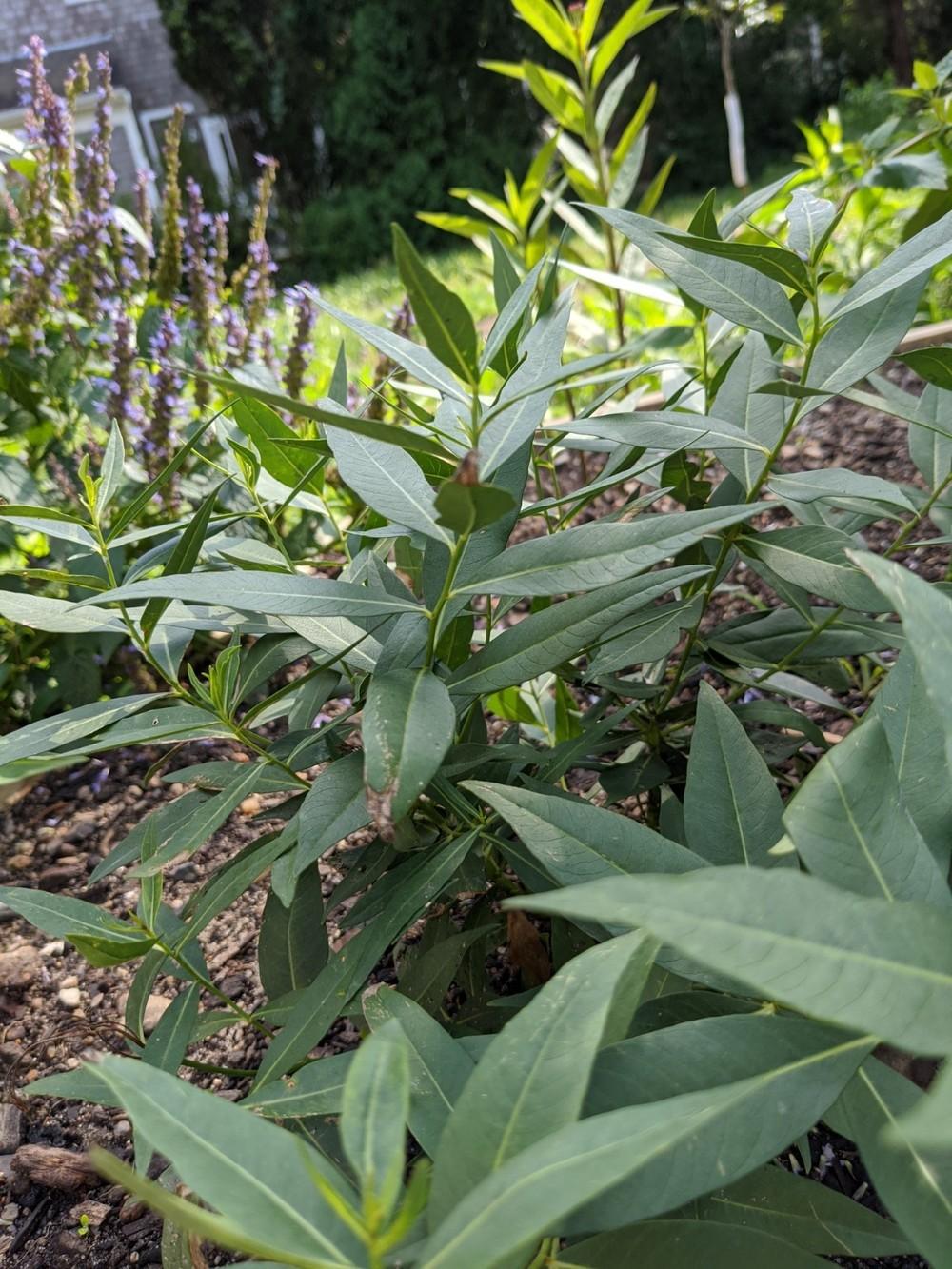 Perennial plant Identification (zone 7a) in the Perennials forum