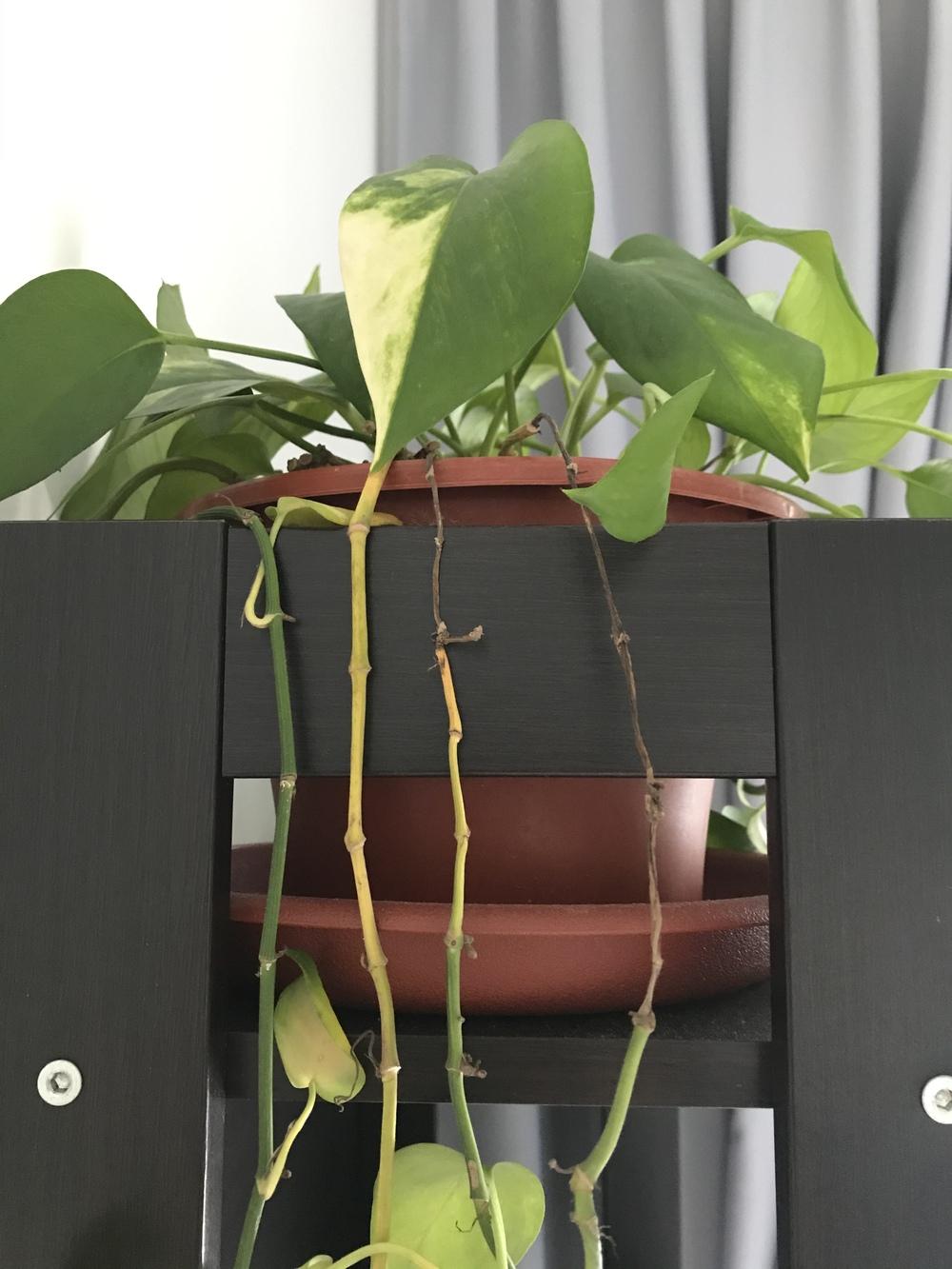 Pothos stems browning in the Houseplants forum - Garden.org