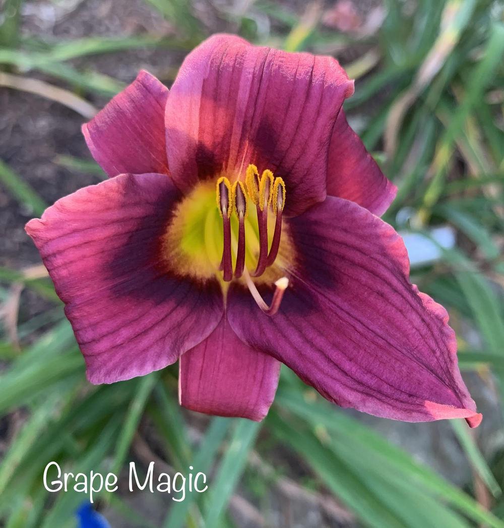 Photo of the bloom of Daylily (Hemerocallis 'Grape Magic') posted by ...
