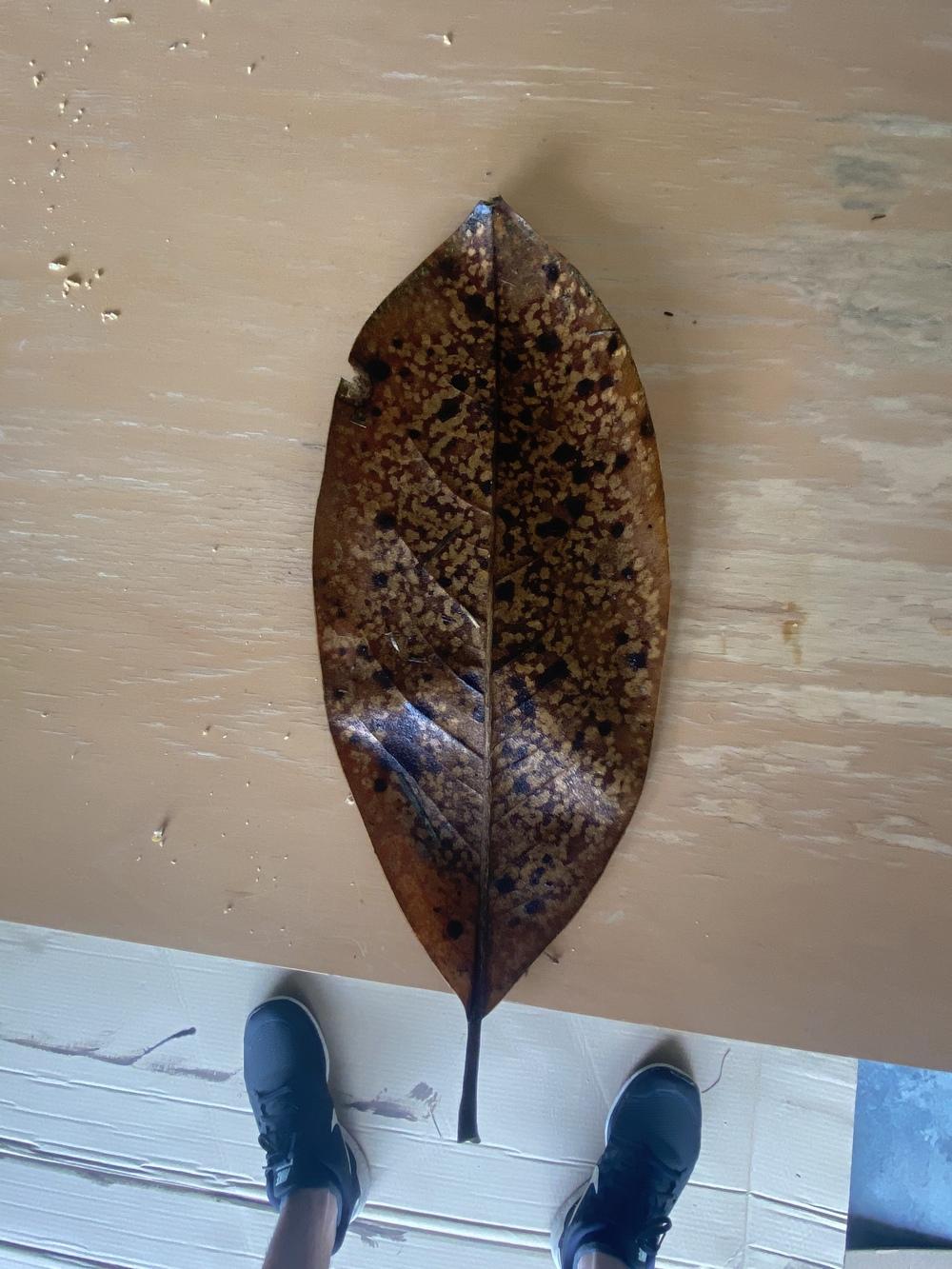 Magnolia tree dead or dying? Leaves spotted. in the Ask a Question