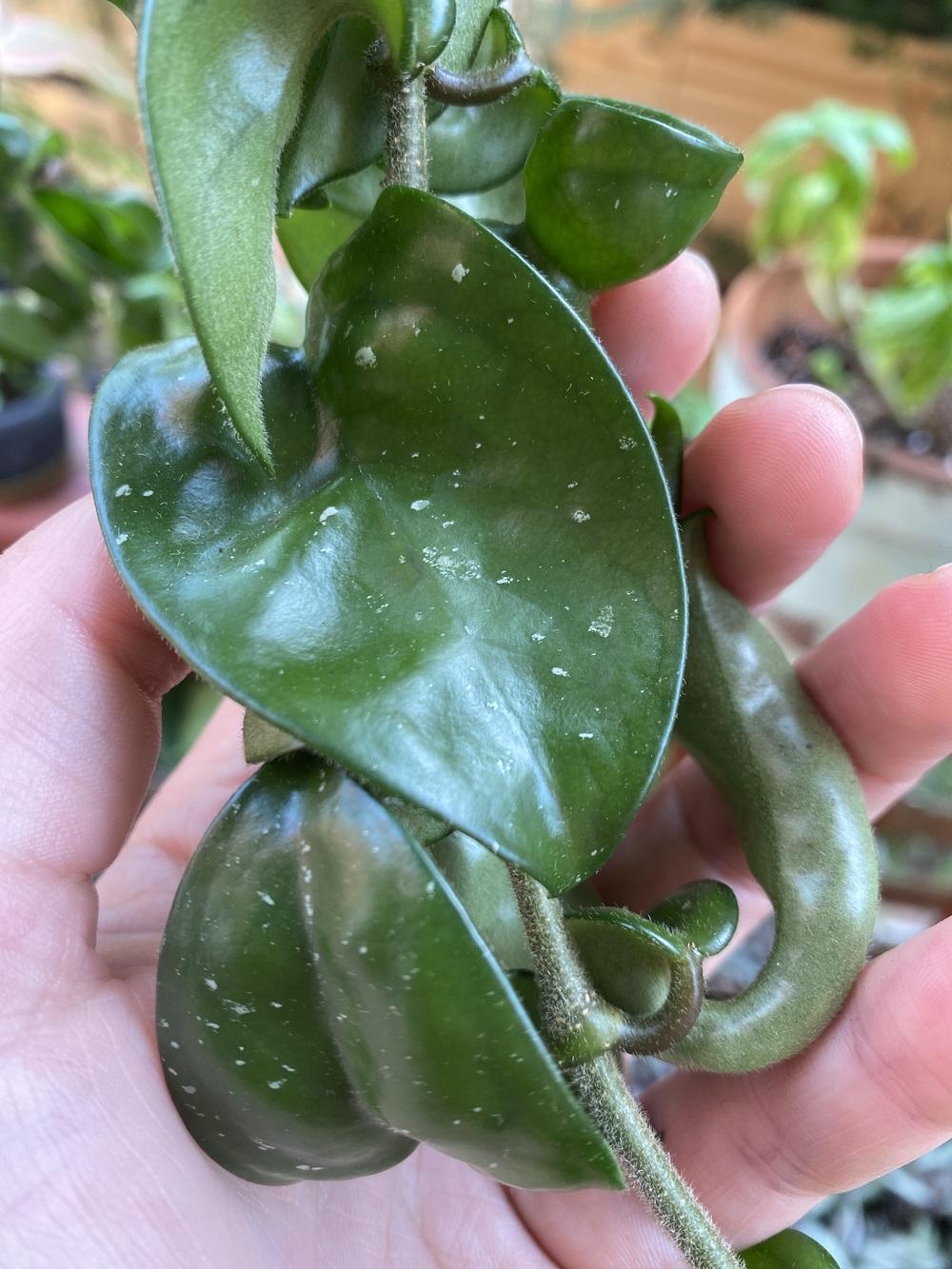 Hoya white spots? in the Ask a Question forum