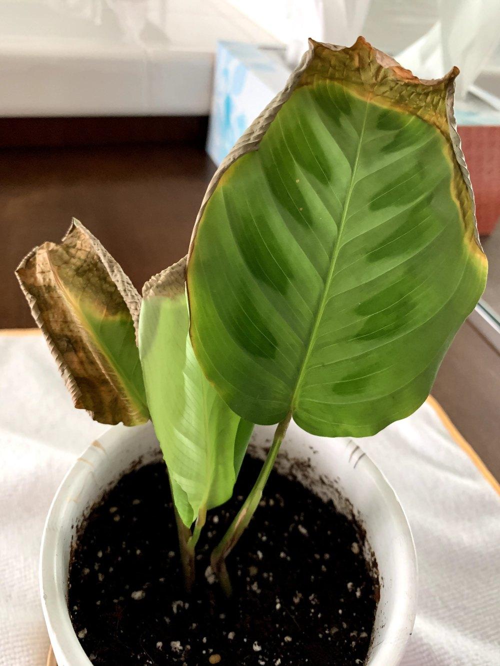 Prayer Plant Dying in the Houseplants forum