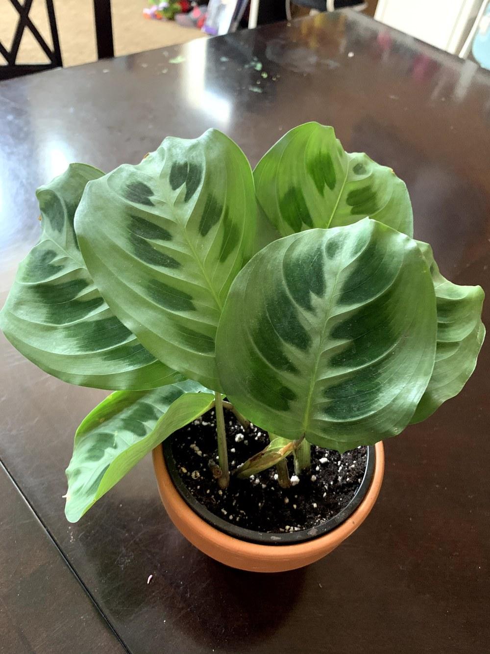 Prayer Plant Dying in the Houseplants forum