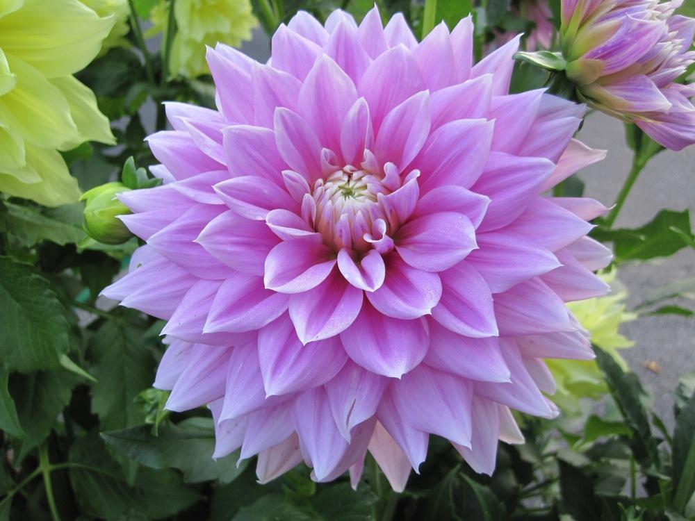 Dahlia ‘Ferncliff Inspiration’ in the Dahlias Database - Garden.org