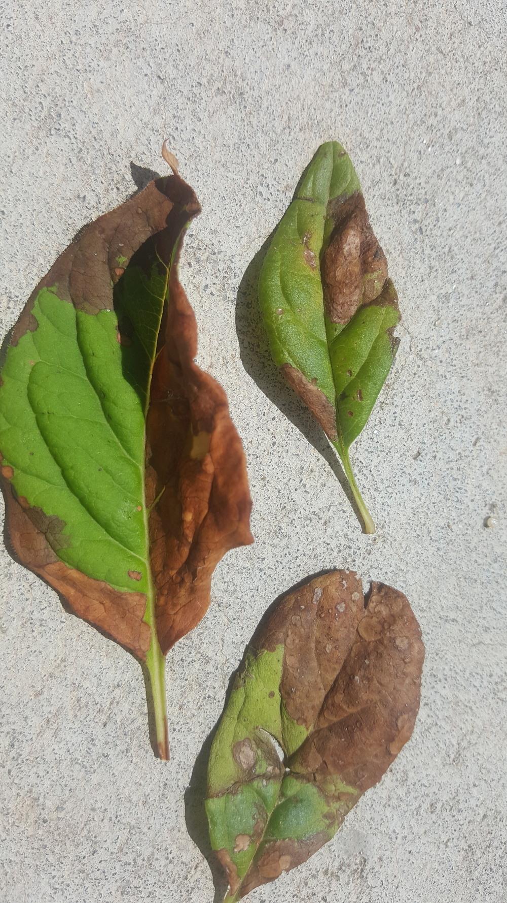 Lilac leaves turning brown in the Ask a Question forum