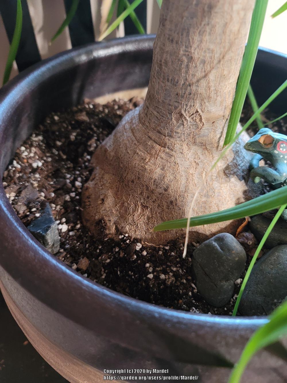 Elephant foot in the Ask a Question forum