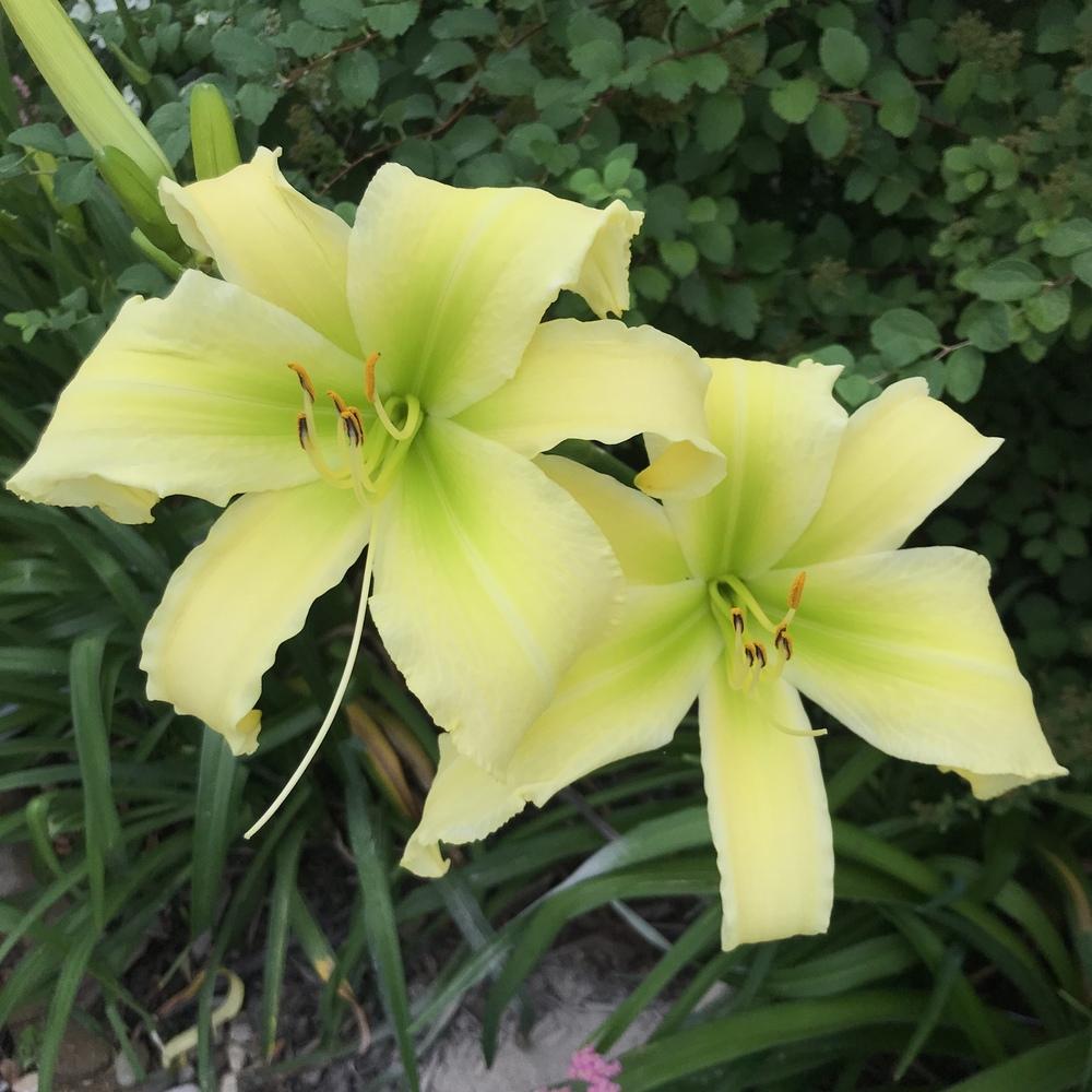 Daylily (Hemerocallis 'Cool Bananas') in the Daylilies Database