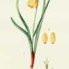 illustration by Mary Eaton from 'Addisonia', 1945
