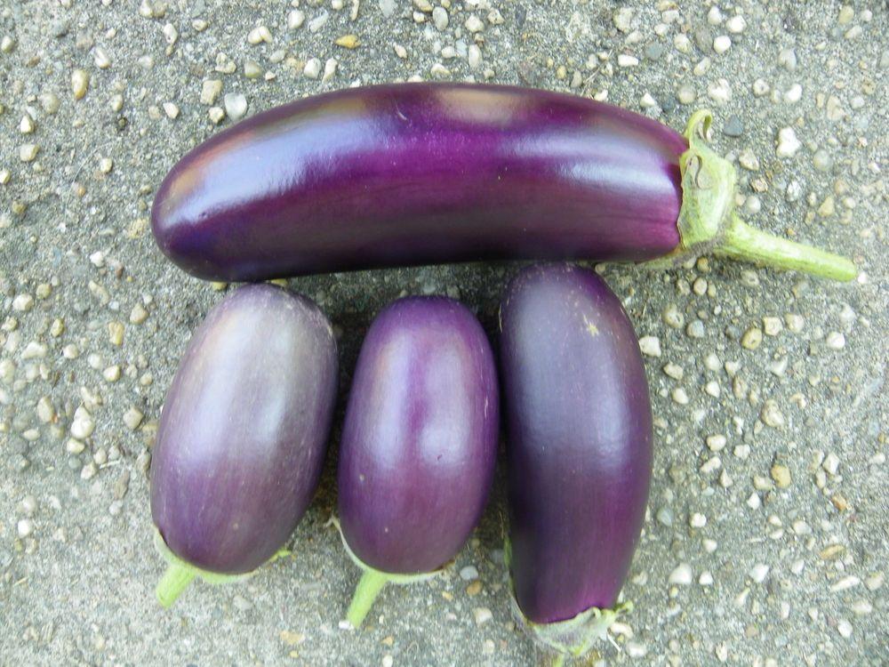 Eggplants Plant Care and Collection of Varieties