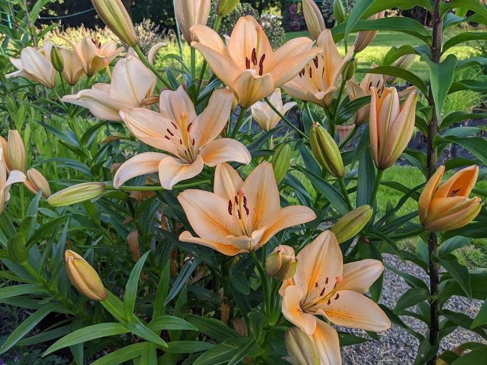 Lily (Lilium 'Salmon Classic') in the Lilies Database