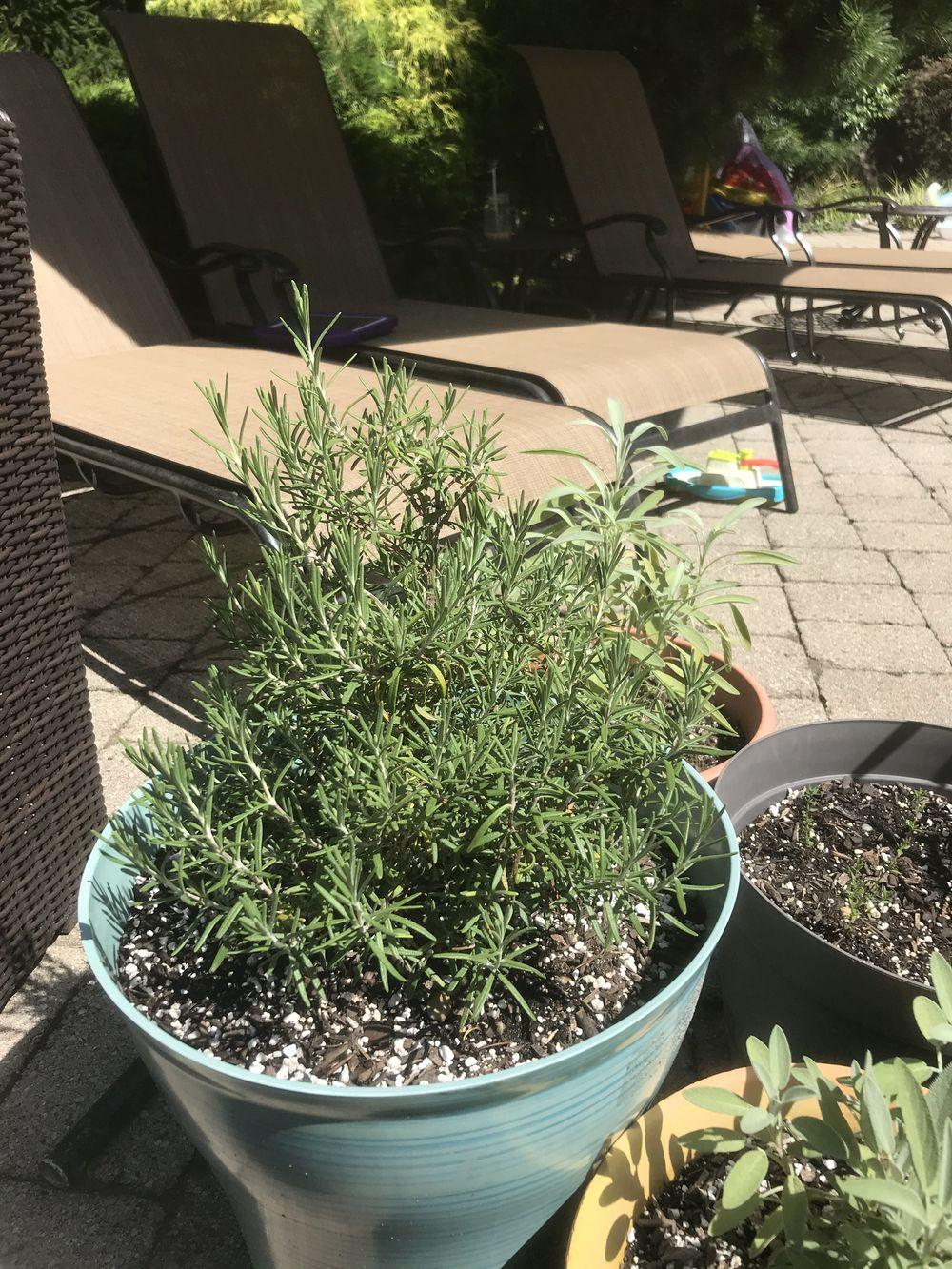 Rosemary leaves turning yellow? in the Herbs forum
