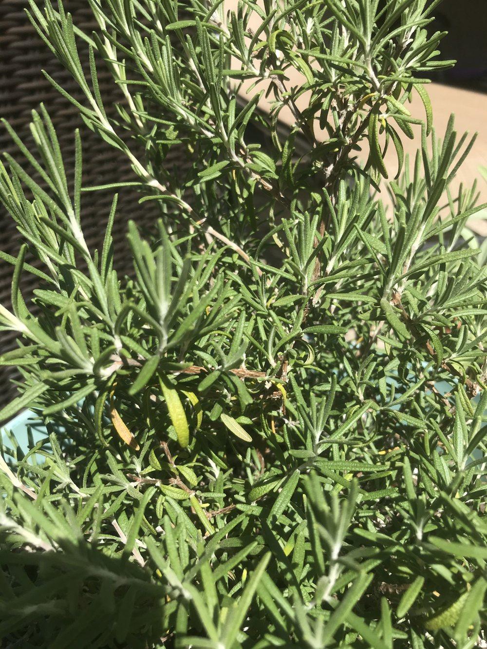 Rosemary leaves turning yellow? in the Herbs forum