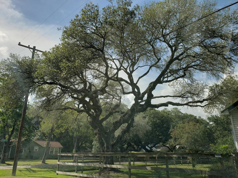 Live oak tree dying? in the Texas Gardening forum