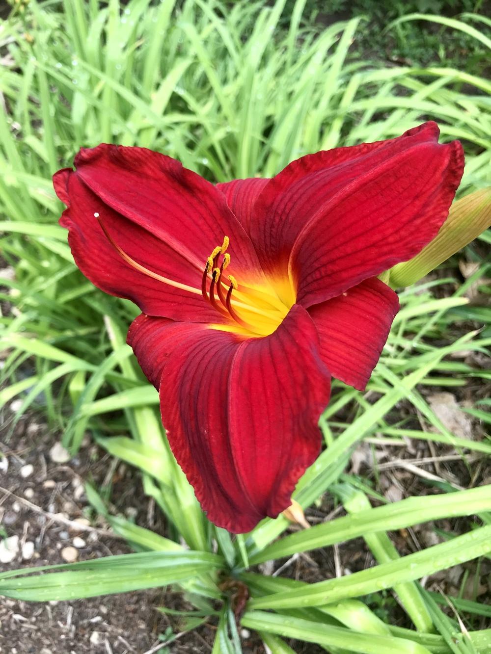 Daylily (Hemerocallis 'Dunrobin Red Velvet') in the Daylilies Database