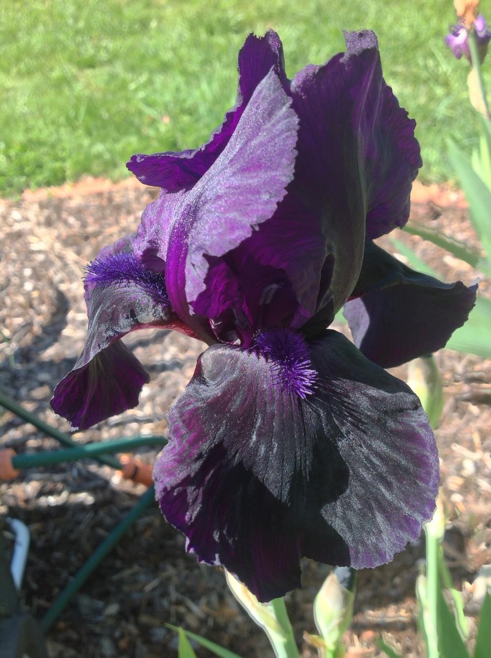 Tall Bearded Iris (Iris 'Sable Robe') in the Irises Database