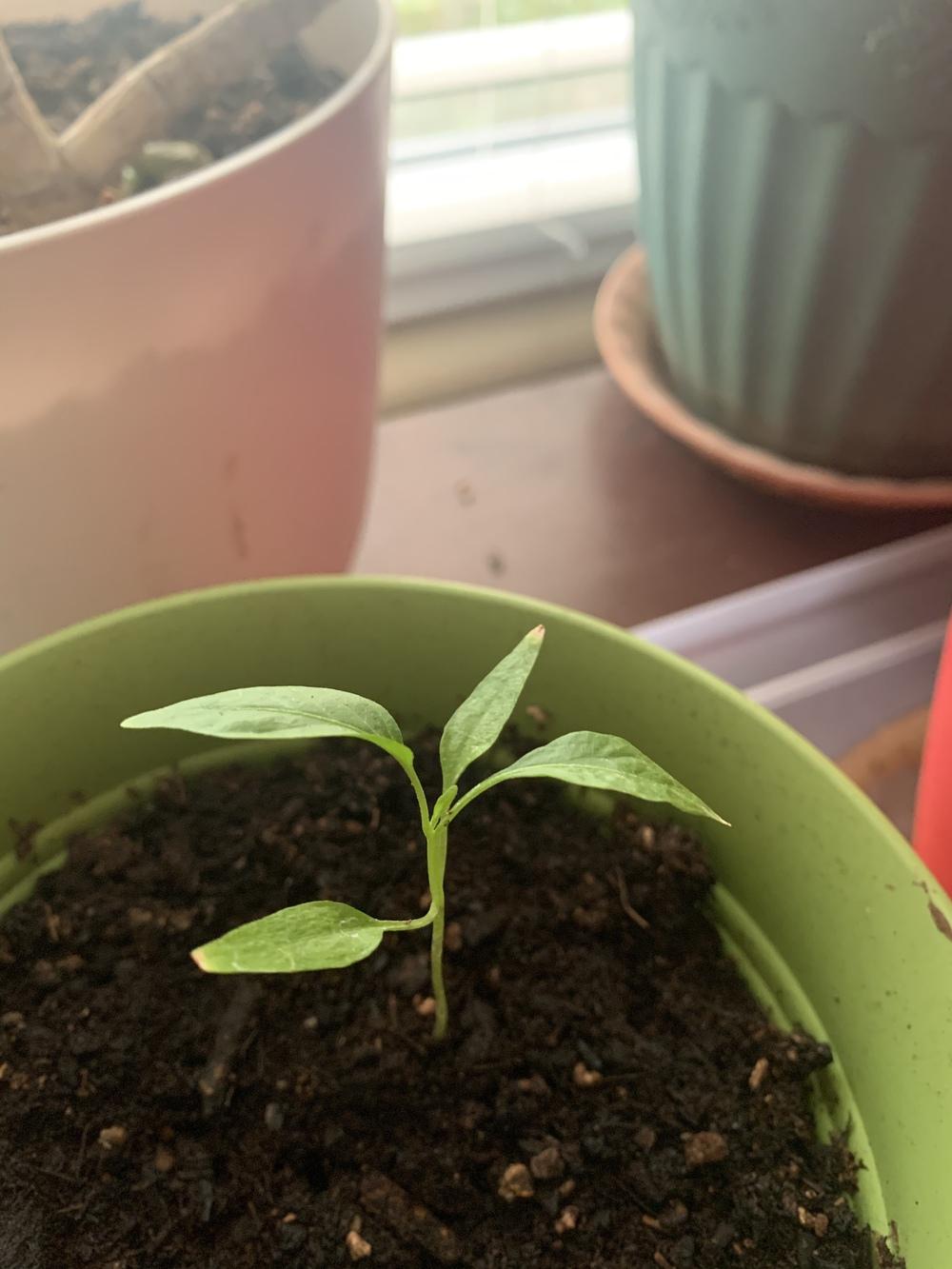 Thai chili plant in the Ask a Question forum