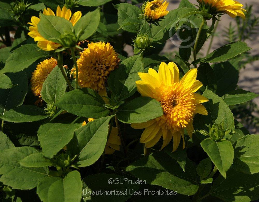 Photo of the bloom of Dwarf Perennial Sunflower (Helianthus 'Happy Days