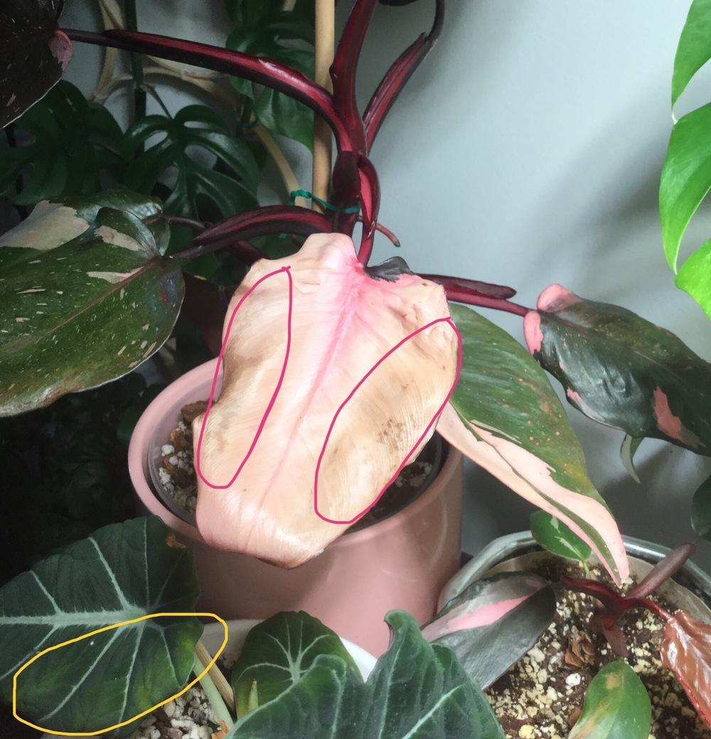 Philo Pink Princess leaves turning yellow in the Ask a Question forum