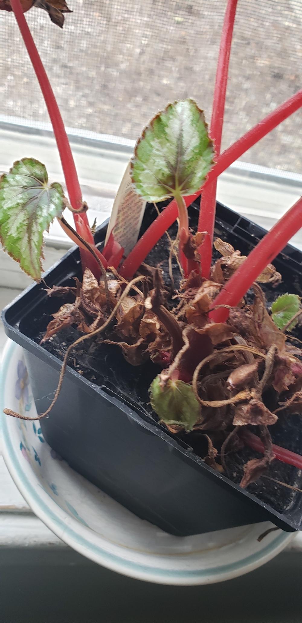 Dying Rex Begonia HELP in the Houseplants forum