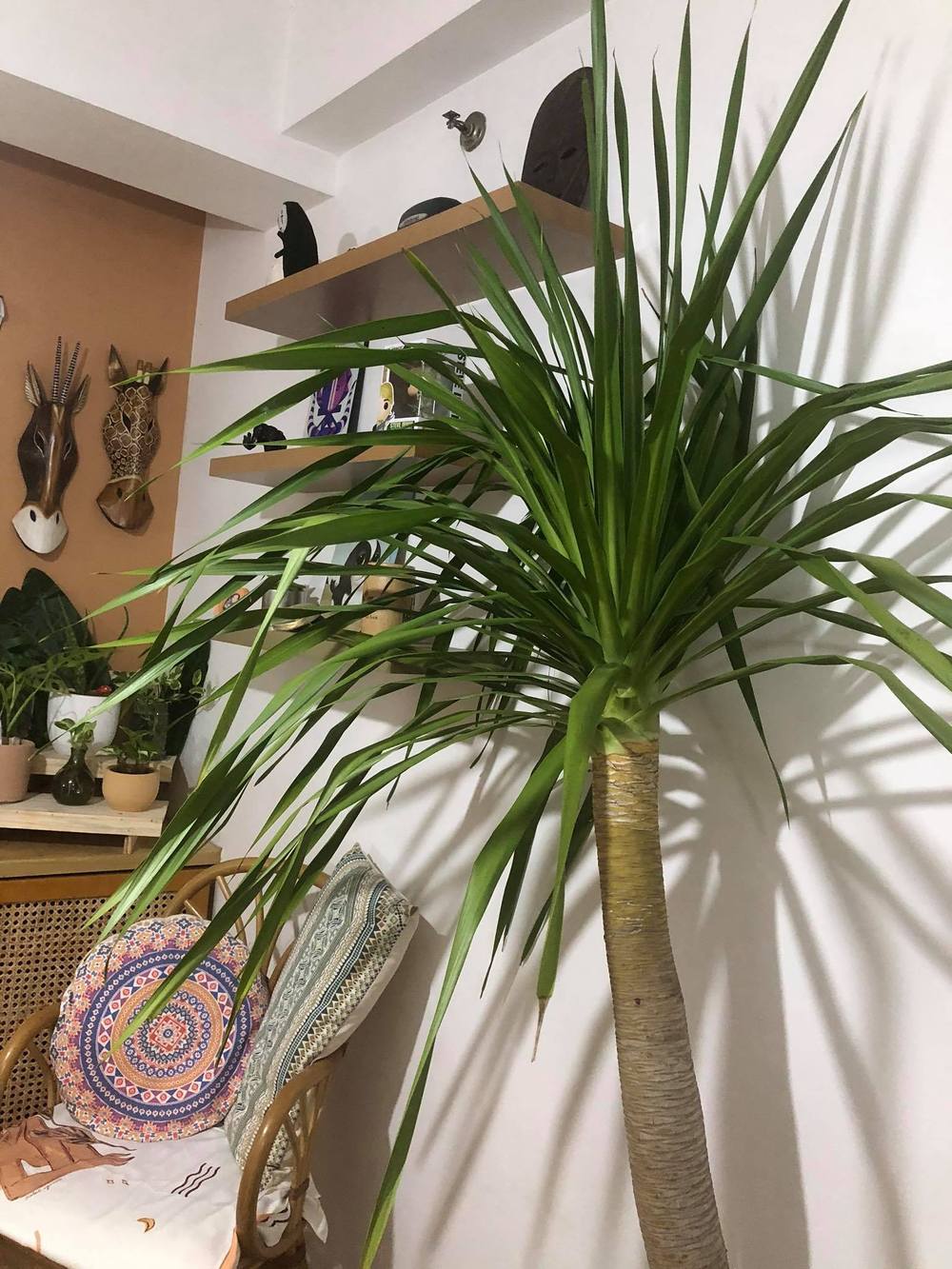 Dying Yucca Plant from overwatering?!! Please help! ( in the