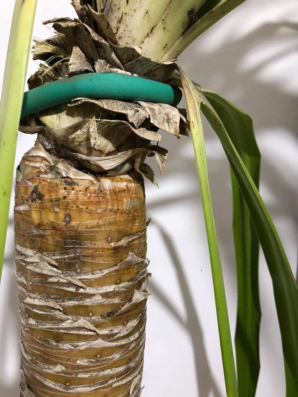 Dying Yucca Plant from overwatering?!! Please help! ( in the